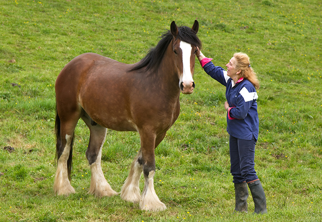 Fiona with one of the Shire horses at Higher Biddacott Farm.