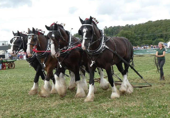 Waterers Working Horses at a show.