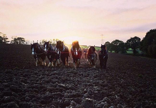 Jonathon working the horses at Higher Biddacott Farm.