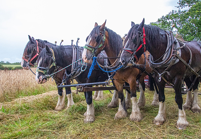Trust the experts at Higher Biddacott Farm for your driving course.