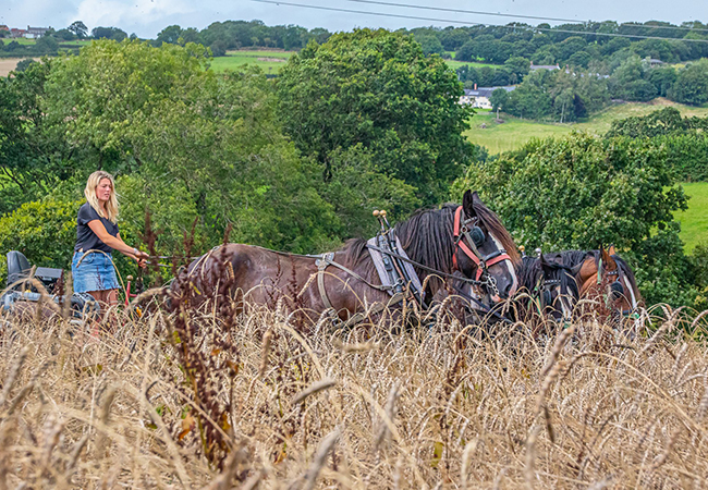 Waters Working Horses is an experienced team.