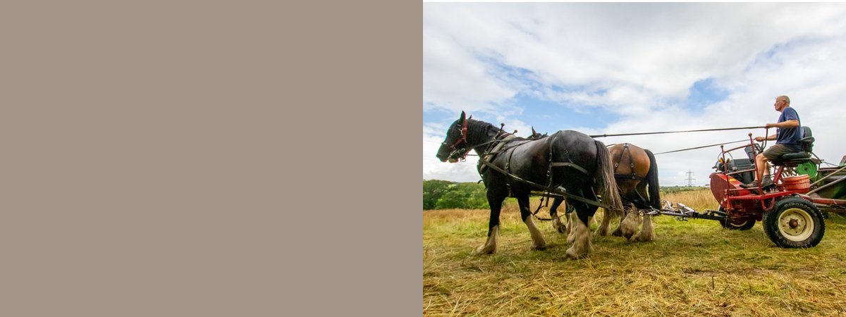 Jonathon training horses for field work at Higher Biddacott Farm.