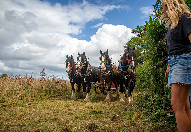 Horses working the land during training at Higher Biddacott Farm.
