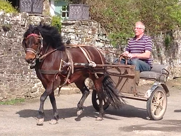 Here at Higher Biddacott Farm we train all types of horses and ponies. 