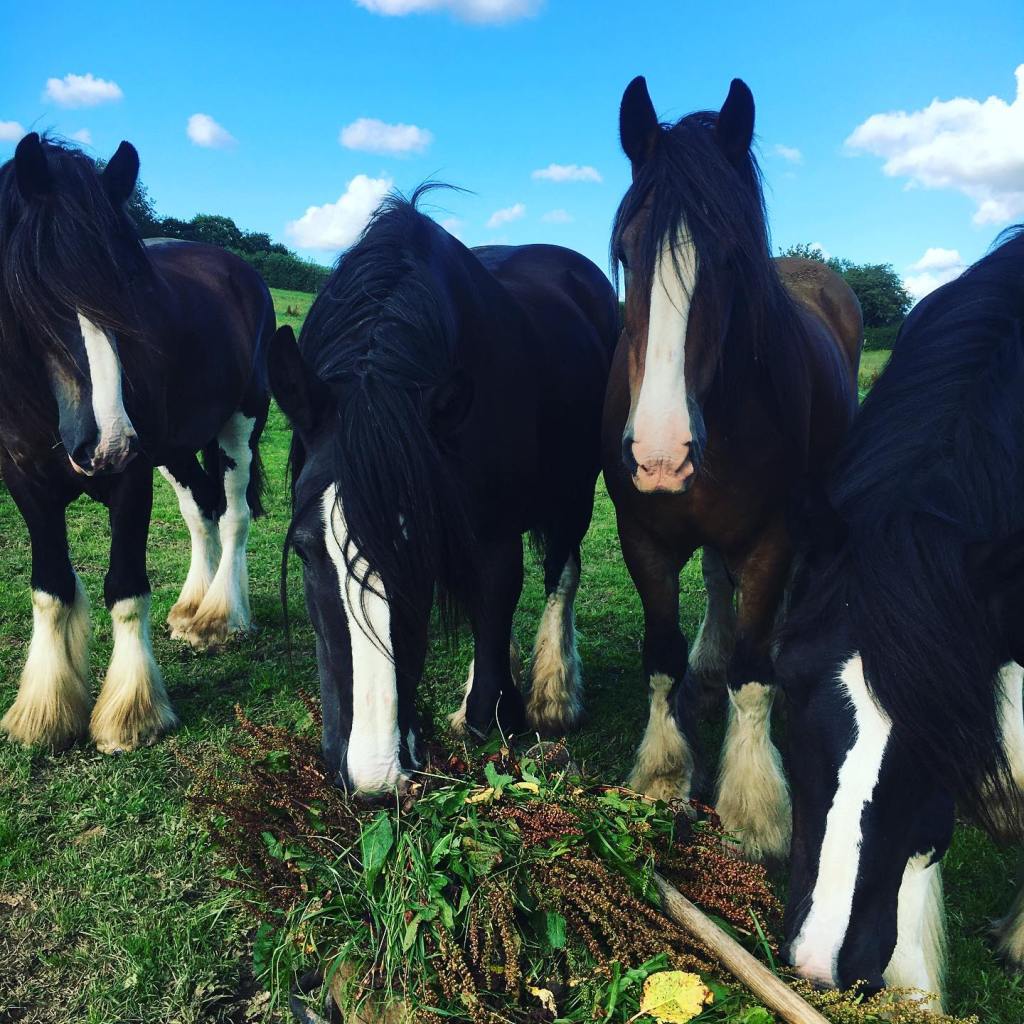 The beautiful working horses at Higher Biddacott Farm Bed and Breakfast.