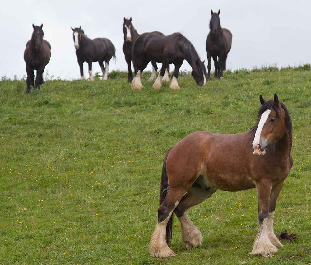 Working horses at Higher Biddacott Farm taking some down time in the field.